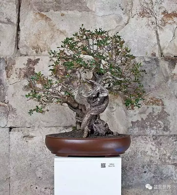 異軍突起的克羅埃西亞盆景
