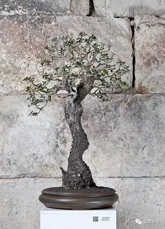 異軍突起的克羅埃西亞盆景