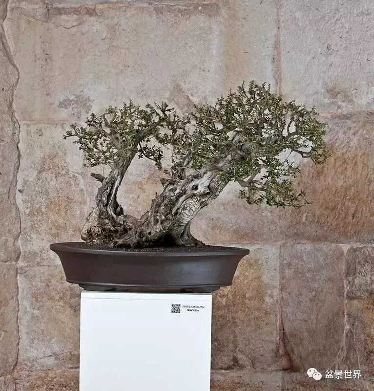 異軍突起的克羅埃西亞盆景
