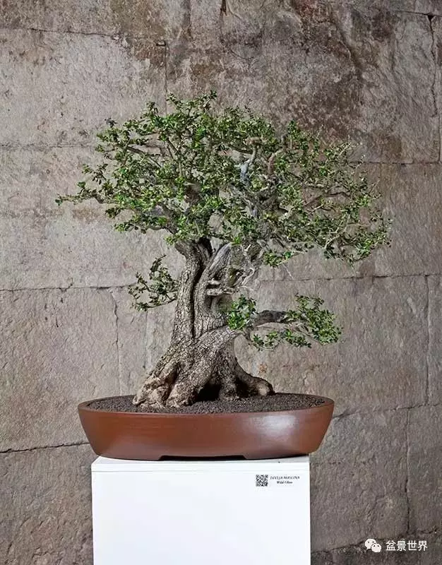 異軍突起的克羅埃西亞盆景