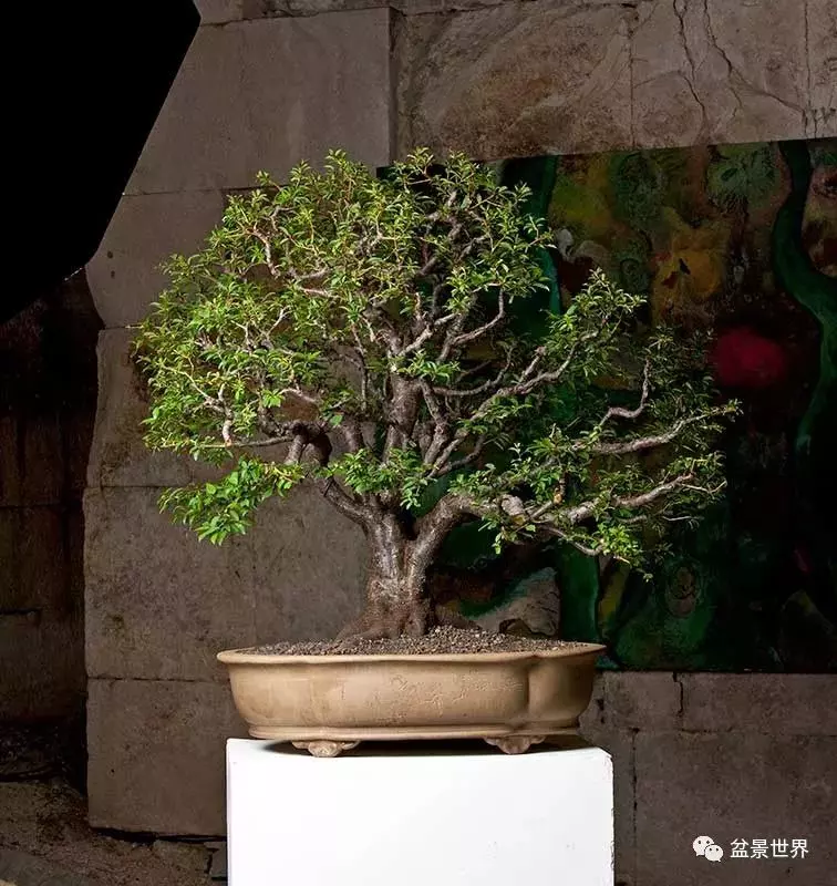異軍突起的克羅埃西亞盆景