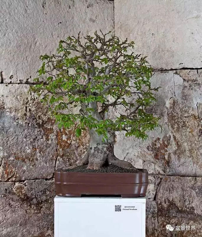 異軍突起的克羅埃西亞盆景