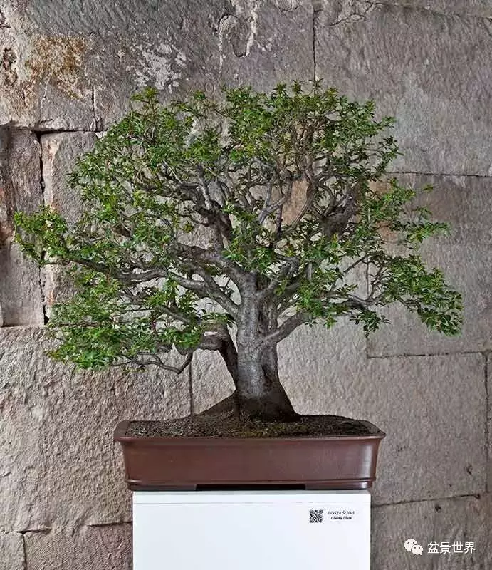 異軍突起的克羅埃西亞盆景