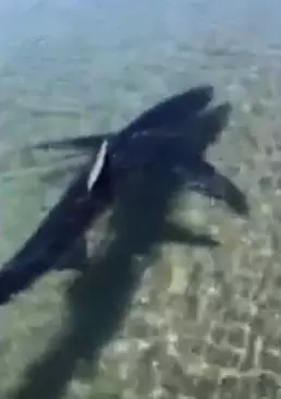 嚇人!IG美模仰泳拍照 遭鯊魚咬手拖入海中