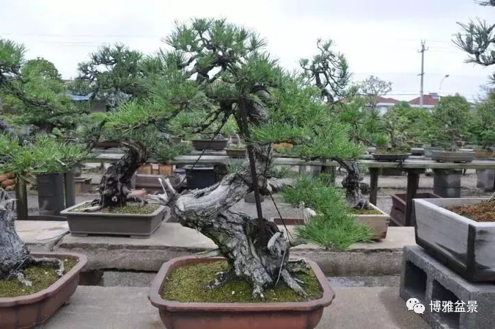 盆景中的養生之道 ~~