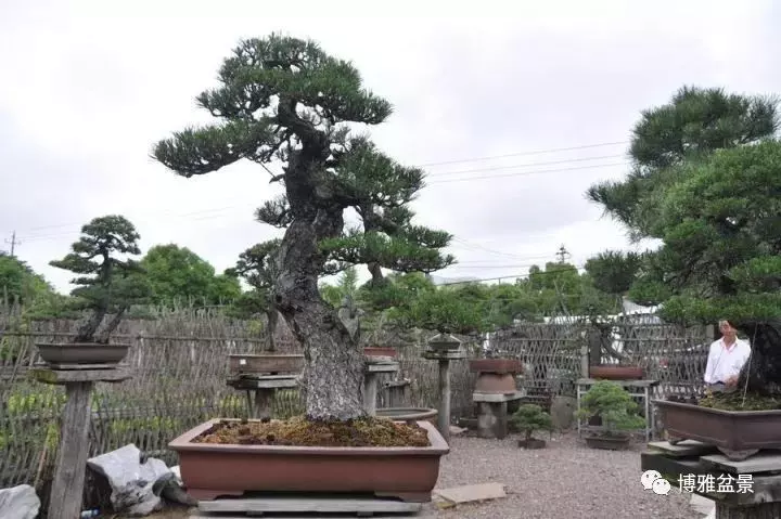 盆景中的養生之道 ~~