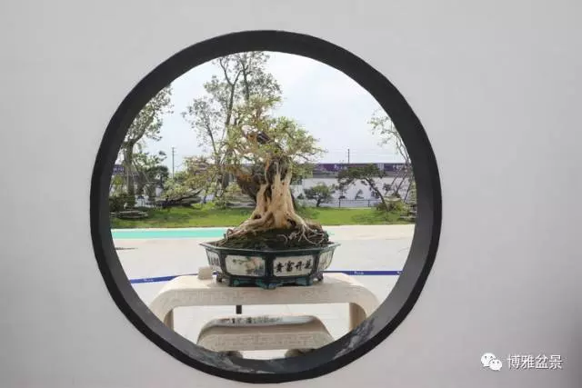 盆景中的養生之道 ~~