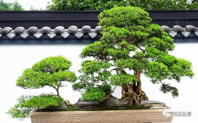 盆景中的養生之道 ~~