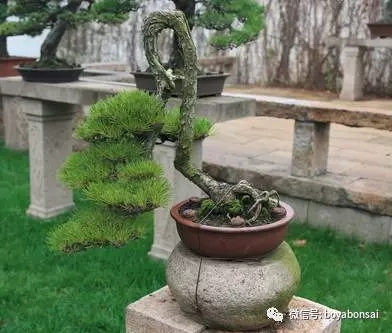 盆景中的養生之道 ~~