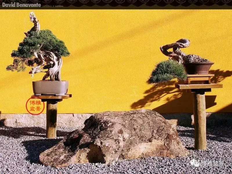 盆景中的養生之道 ~~