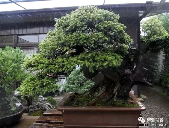 盆景中的養生之道 ~~
