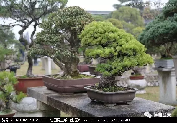 盆景中的養生之道 ~~