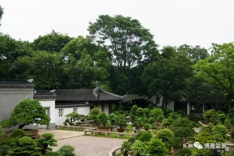 盆景中的養生之道 ~~