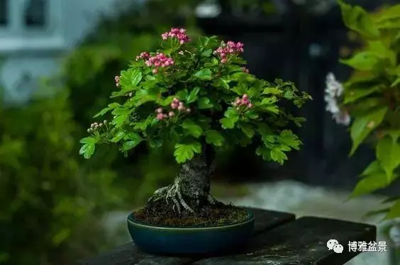 盆景中的養生之道 ~~