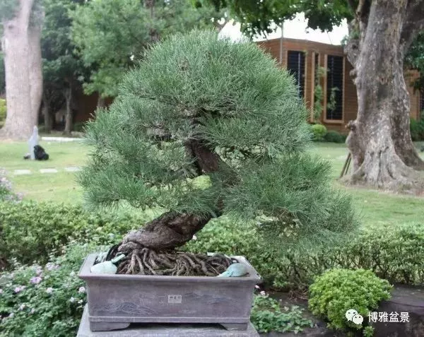 盆景中的養生之道 ~~