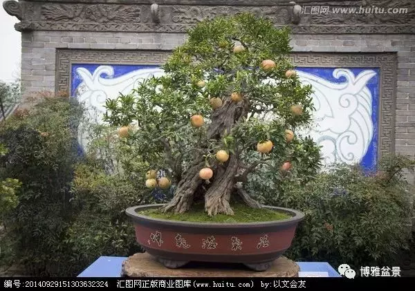 盆景中的養生之道 ~~