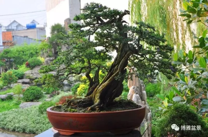 盆景中的養生之道 ~~