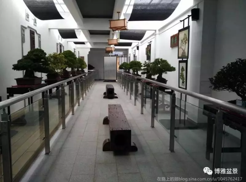 盆景中的養生之道 ~~