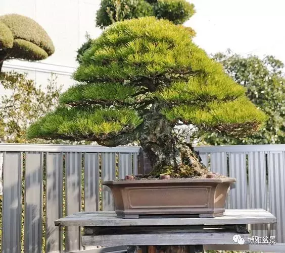 盆景中的養生之道 ~~