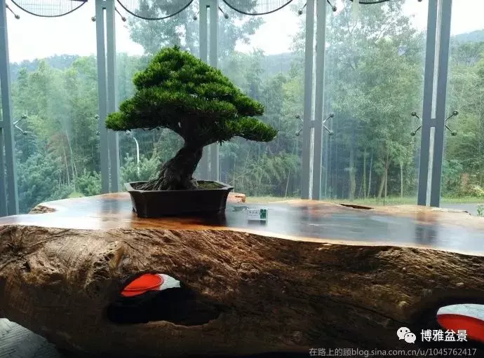 盆景中的養生之道 ~~