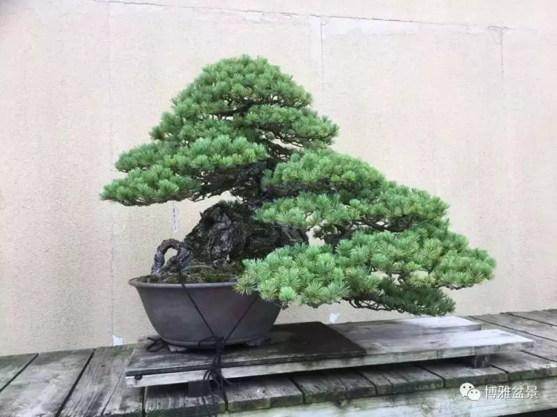盆景中的養生之道 ~~
