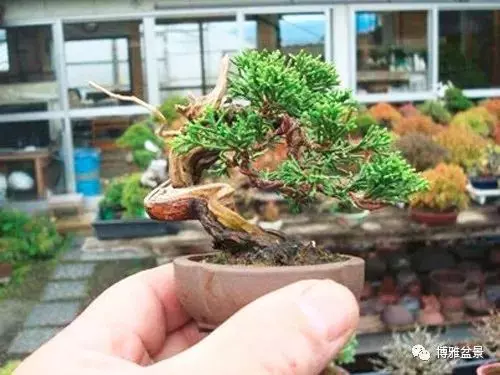 盆景中的養生之道 ~~