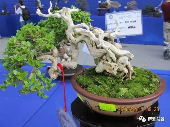 盆景中的養生之道 ~~