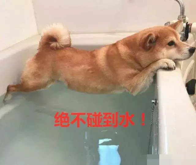 洗個澡,二哈被寵物店拉黑,二哈:寧死不屈