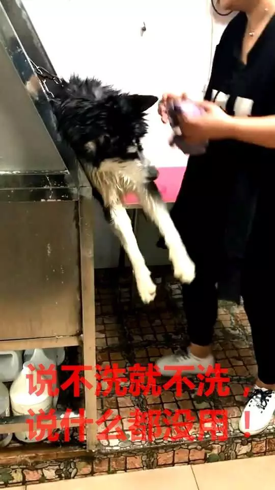 洗個澡,二哈被寵物店拉黑,二哈:寧死不屈