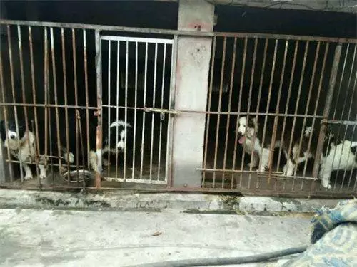 繁殖犬的下場,比被人吃掉更為悲慘,背後問題引人深思