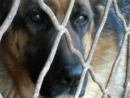 繁殖犬的下場,比被人吃掉更為悲慘,背後問題引人深思