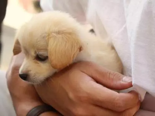 繁殖犬的下場,比被人吃掉更為悲慘,背後問題引人深思