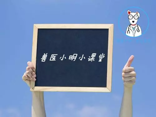 繁殖犬的下場,比被人吃掉更為悲慘,背後問題引人深思