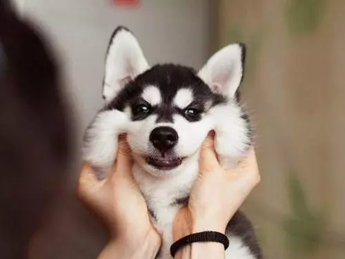 繁殖犬的下場,比被人吃掉更為悲慘,背後問題引人深思