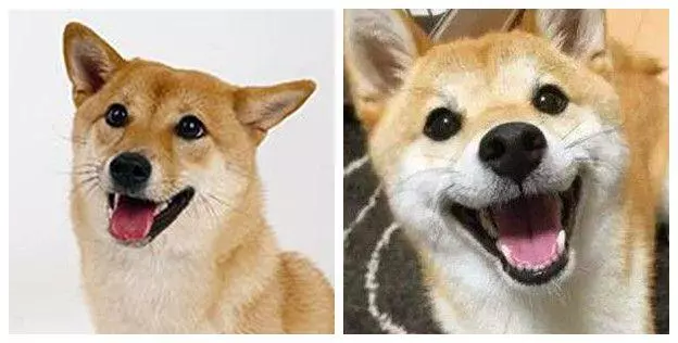 繁殖犬的下場,比被人吃掉更為悲慘,背後問題引人深思