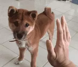 繁殖犬的下場,比被人吃掉更為悲慘,背後問題引人深思