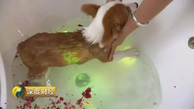 「萌寵經濟」大爆發。一個千億級的大市場悄然崛起,「錢景」都有啥?