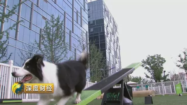 「萌寵經濟」大爆發。一個千億級的大市場悄然崛起,「錢景」都有啥?