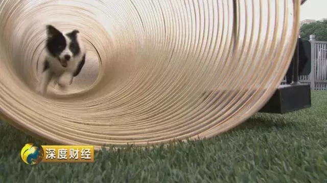 「萌寵經濟」大爆發。一個千億級的大市場悄然崛起,「錢景」都有啥?