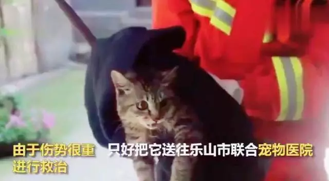 大媽發現小貓被困2天2夜,日曬雨淋,救援人員趕到後發現揪心一幕