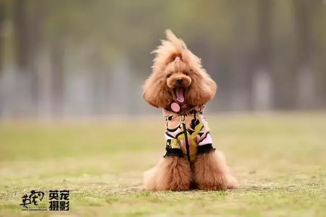 貴賓犬毛色大全!那些稀有色99%的人都沒見過哦~