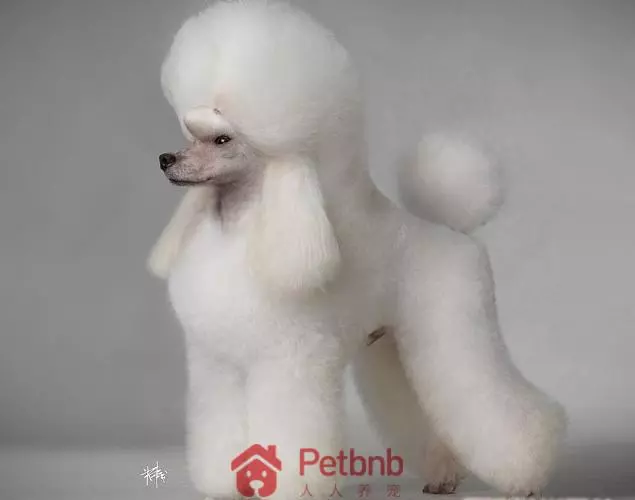 貴賓犬毛色大全!那些稀有色99%的人都沒見過哦~