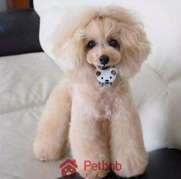 貴賓犬毛色大全!那些稀有色99%的人都沒見過哦~