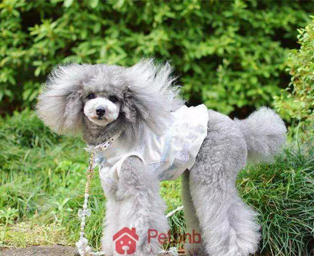 貴賓犬毛色大全!那些稀有色99%的人都沒見過哦~