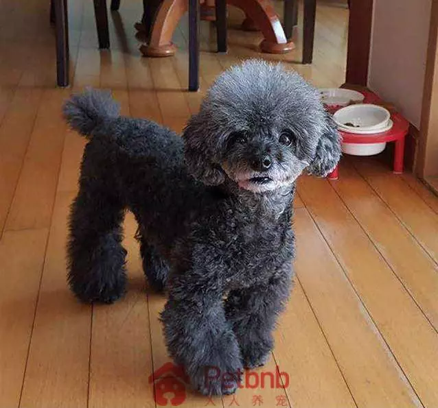 貴賓犬毛色大全!那些稀有色99%的人都沒見過哦~