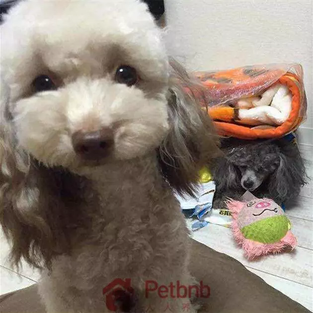 貴賓犬毛色大全!那些稀有色99%的人都沒見過哦~