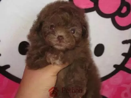 貴賓犬毛色大全!那些稀有色99%的人都沒見過哦~