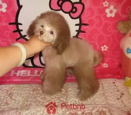 貴賓犬毛色大全!那些稀有色99%的人都沒見過哦~
