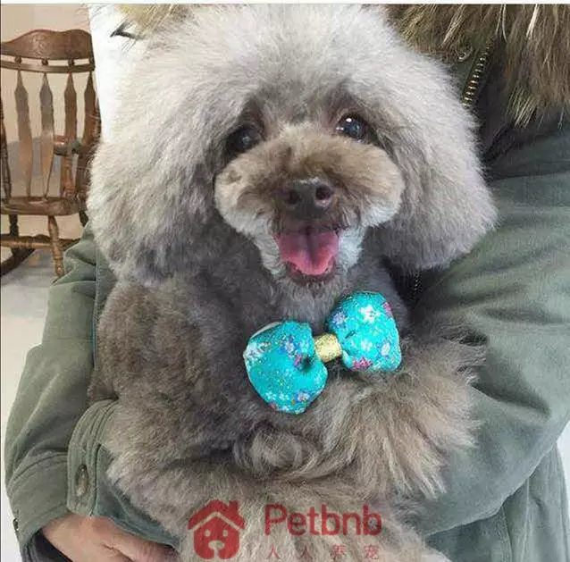 貴賓犬毛色大全!那些稀有色99%的人都沒見過哦~