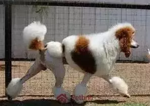 貴賓犬毛色大全!那些稀有色99%的人都沒見過哦~
